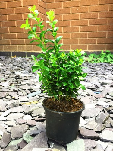 Box hedging plants in - box,