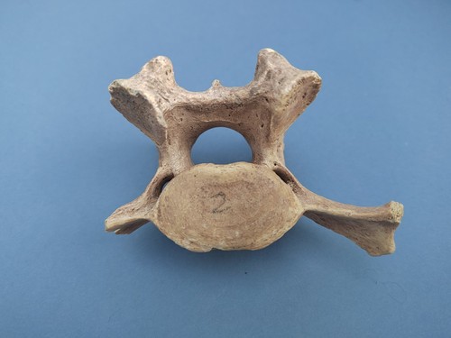 Cave bear fossil - bear, vertebrae