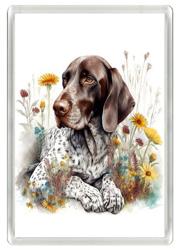 German shorthaired pointer - shorthaired,