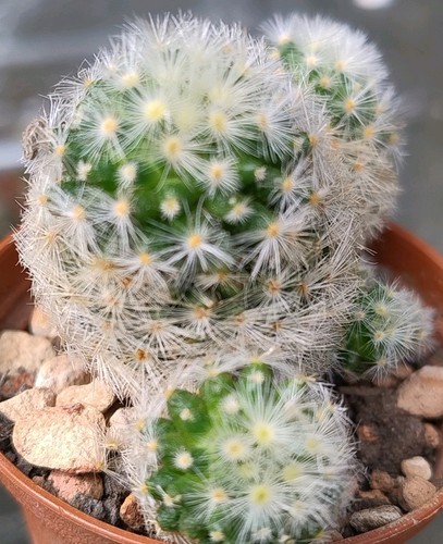 Cactus mammillaria laui 6cm - mammillaria,