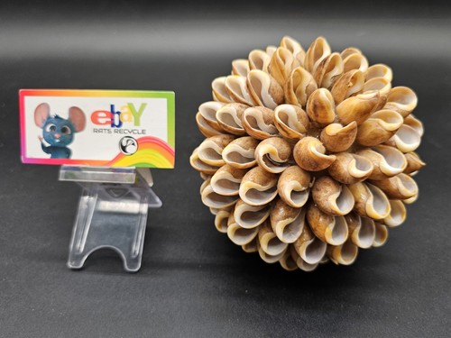 Vintage large sea - vintage, shell