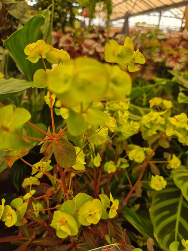 Baby tears yellow aurea a - yellow, aurea’