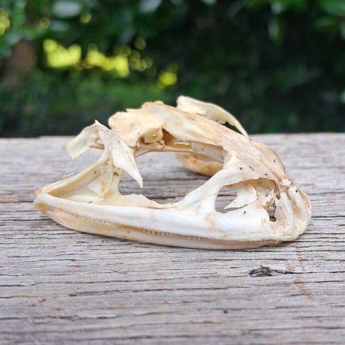 Real bullfrog skull - real,