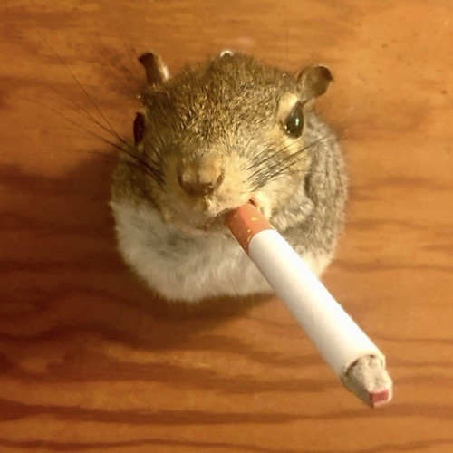 Squirrel taxidermy standing - squirrel,