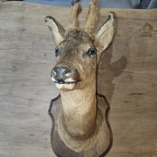 Absolutely Beautiful Deer Head