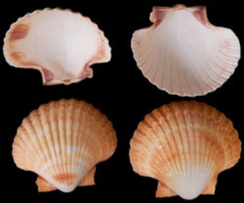 Mexican deep scallop - deep, half