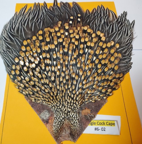 Jungle cock cape - , aaaa