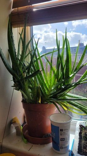 Aloe vera plant houseplant - vera,