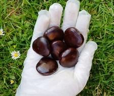 Organic Whole African Dream Seed, Entada Rheedii Pusaetha Inkwindi Lucid Luck