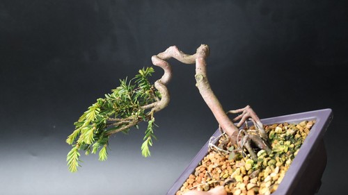 Yew bonsai tree pre - yew, penjing