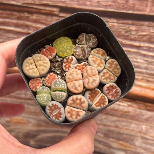 Double head lithops living - double,