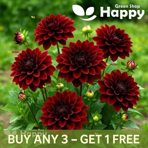 Dahlia dwarf seeds bloody - dahlia,