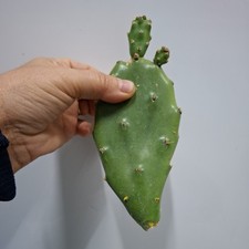 Winter Hardy Outdoor Prickly Pear Cactus, tortoise food, organic. pad appr 18cm.
