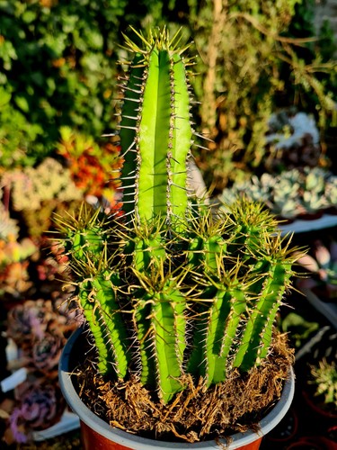 Euphorbia fruticosa cactus - euphorbia,