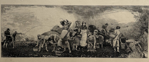 Potato harvest fens engraving - harvest,
