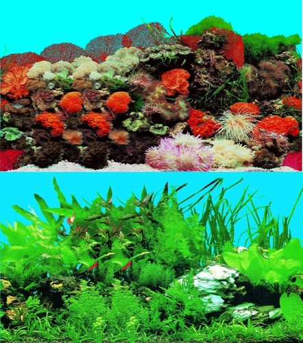 Aquarium fish tank - aquarium, background