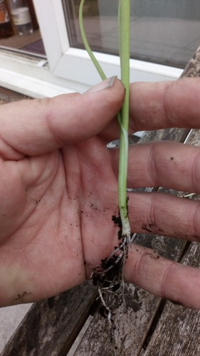 Musselburgh bare rooted - x,