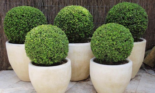 Pair ilex crenata green - ilex,