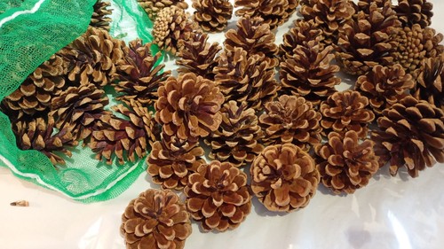 Natural pine cones fir - natural,