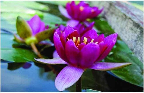 Pygmaea rubra water - rubra,