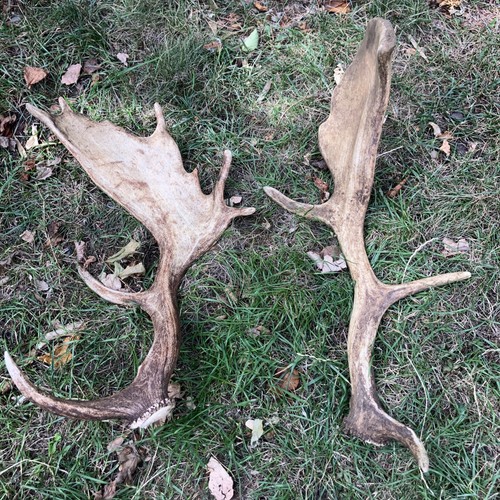 Pair fallow antlers - of,