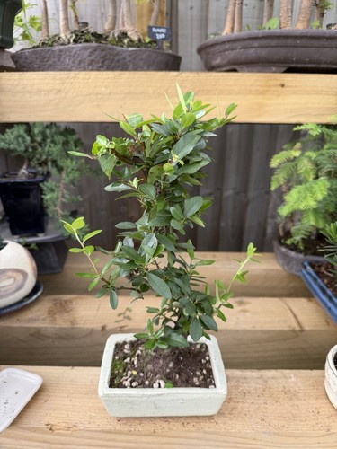 Pre bonsai - pre-bonsai, in