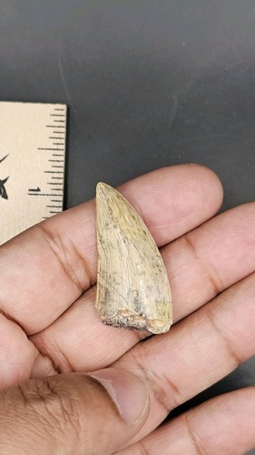 Afrovenator dinosaur tooth - afrovenator,