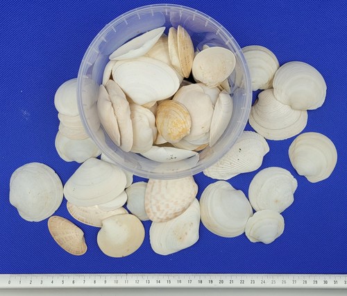 410g job lot - white, clam