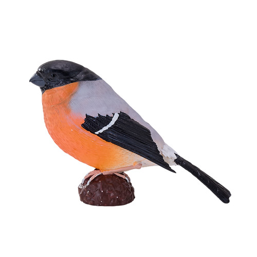 Eurasian bullfinch wild - eurasian,