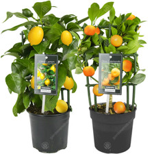 Lemon orange tree - lemon,
