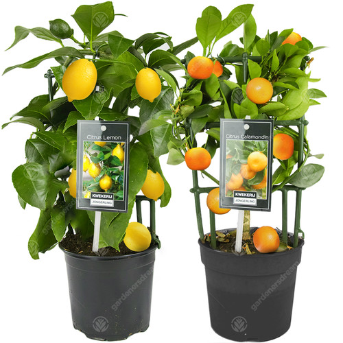 Lemon orange tree combo - &,