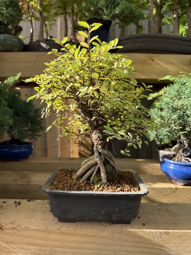 Chinese elm bonsai tree potted - chinese,