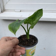 Small ZANTEDESCHIA aethiopica
