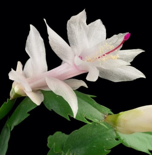 White coral christmas cactus - white,