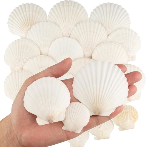 10pcs sea shells size white - size,