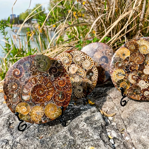 Large fossil disc with - large,