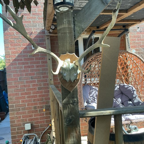 Collect only fallow deer - fallow,