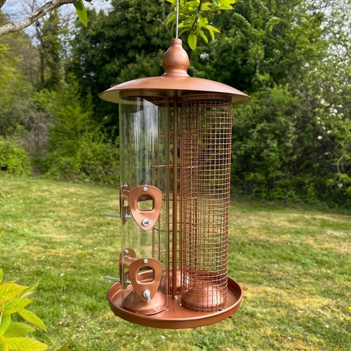 Hanging wild garden bird - wild,
