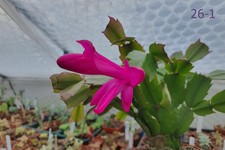 Schlumbergera truncata (False