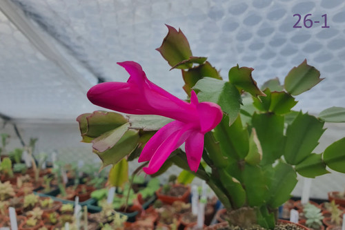 Schlumbergera truncata false - schlumbergera,