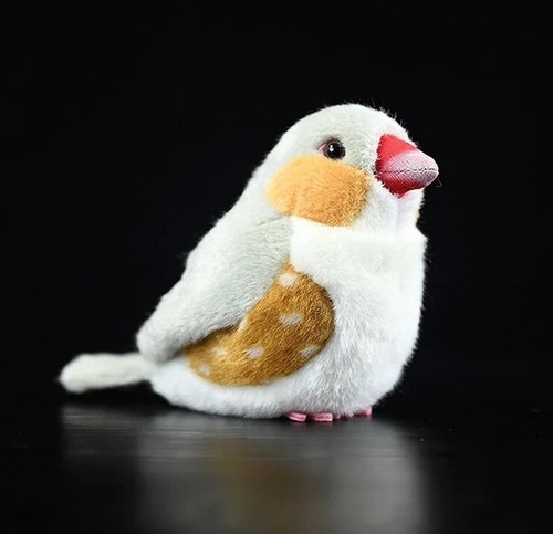 Zebra finch pearl bird - zebra,