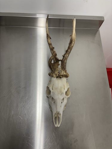 Roebuck head beautiful - roebuck,