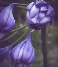 Alice Double Agapanthus 2 Years Old In 9cm Pot Lily Of The Nile
