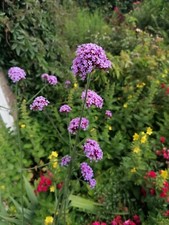 5 Verbena 'Bonariensis', Hardy Perennial, bare root plants