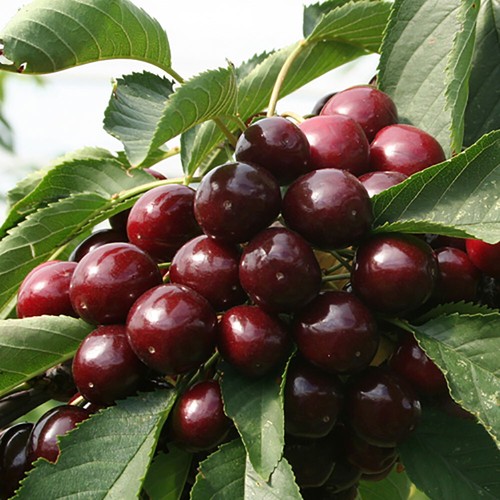 Patio fruit tree sweet - tree,,