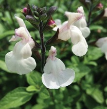 Salvia microphylla 'So Cool Cream' Plant Hardy 9 Cm Pot