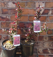 Large 3L Pot Berberis 'Red