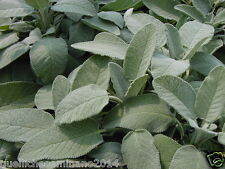 200 SEMI  DI SALVIA- ERBE  AROMATICA OFFICINALI - GIARDINAGGIO-