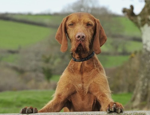 Bioflow magnetic dog collar - bioflow,