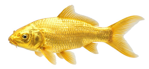 Yamabuki ogon koi carp fish - yamabuki,